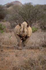 Naklejka premium Black rhino charges towards camera over grass