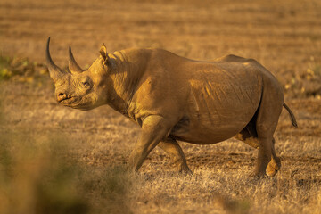 Obraz premium Black rhino crosses savannah in golden light