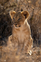 Backlit lion cub sits in thick bushes