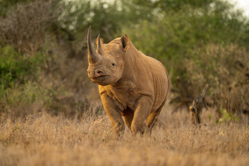 Black rhino stands eyeing camera in clearing