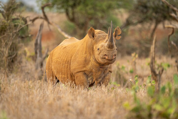 Black rhino stands eyeing camera in grass