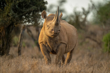 Black rhino stands eyeing camera near trees