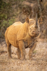 Fototapeta premium Black rhino stands eyeing camera on grass