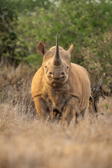 Black rhino stands looking straight towards camera