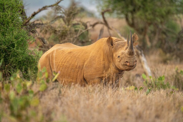 Black rhino stands in grass eyeing camera