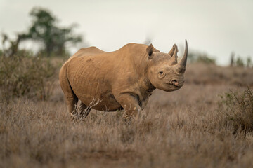 Black rhino stands in grassland watching camera