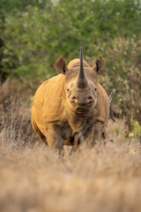 Black rhino stands pointing straight towards camera
