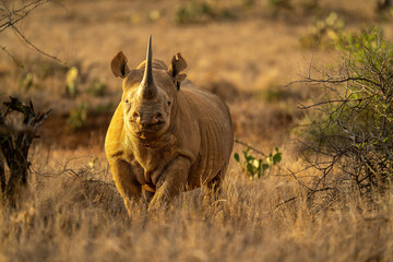 Black rhino stands near bushes eyeing camera