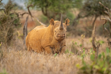 Black rhino stands watching camera among cactuses