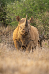 Black rhino stands watching camera in grass