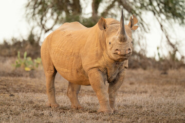 Black rhino stands on grass watching camera © Nick Dale