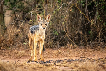 Black-backed jackal stands on track staring ahead