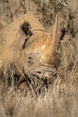 Close-up of black rhino lying by bush © Nick Dale