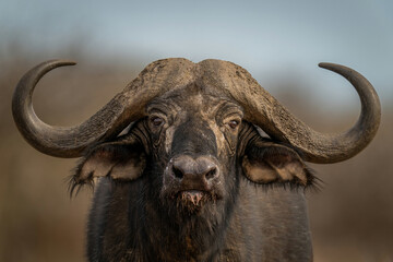 Close-up of standing Cape buffalo eyeing camera
