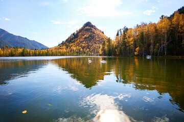 Beautiful autumn landscape. Swans swim in a warm lake. A mountain covered with trees with yellow leaves is reflected in the lake.