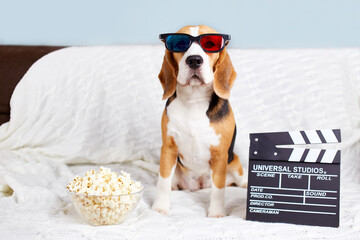 The beagle dog in 3d glasses is sitting on the sofa and watching a movie. 