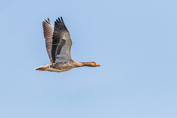graylag goose flying with blue sky