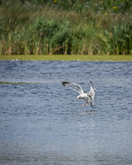 seagull in flight