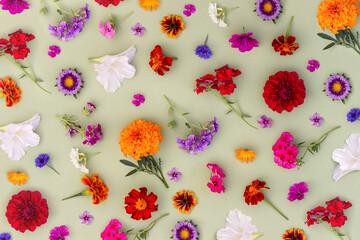 Bright pattern of colorful flowers on green background, as backdrop or texture. Spring, summer or autumn floral wallpaper for your design. Top view Flat lay