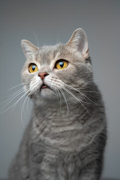 Portrait of a Scottish Straight cat