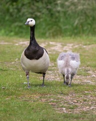 barnacle goose standing on grass with baby chick close up