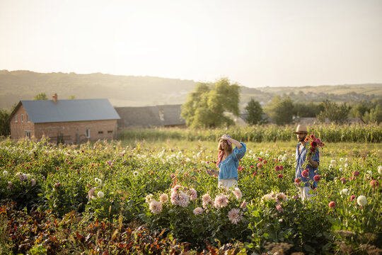 Man and a woman pick up dahlia flowers while working at rural flower farm on sunset. Wide landscape view with farm house on background