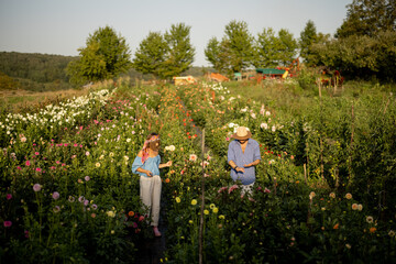 Man and a woman pick up dahlia flowers while working at rural flower farm on sunset. Wide view on flower field on counrtyside