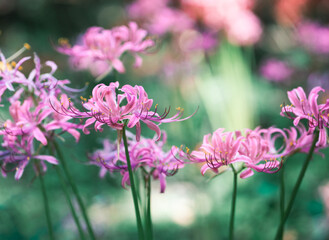Fototapeta premium red Lycorisradiata in the garden