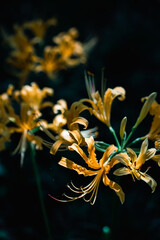 yellow Lycorisradiata in the garden