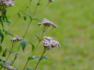 秋の七草のフジバカマ