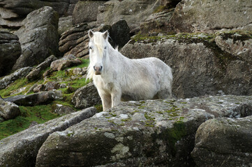 A shaggy white wild Dartmoor pony stood among the granite rocks of a Tor.