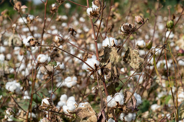 Cotton field ready for harvest on a cloudy day