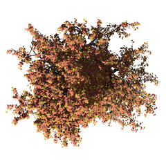 Red Oak Tree – Top View