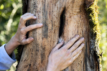 Biologist Showing a Tree Ruined from a Parasitic Infestation of