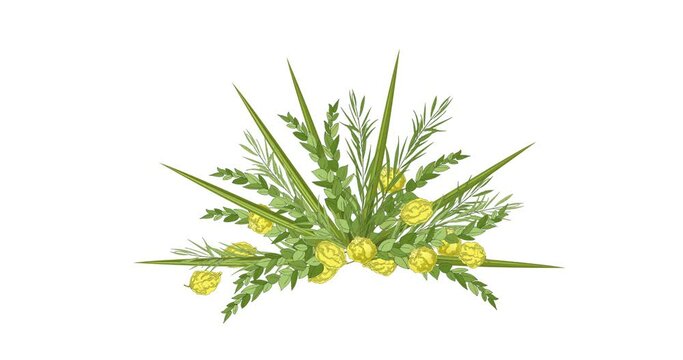 Traditional Jewish Holiday Sukkot. Jewish torah Lulav date palm, Etrog citron, Arava willow and Hadas myrtle on white background. Happy Sukkot jewish holiday greeting animation. 4k graphic motion