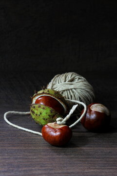 Horse chestnuts being prepared to play conker game with string