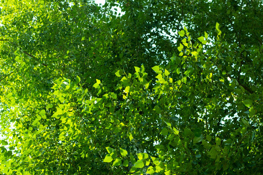 Photo abstract background of green foliage against the sky.