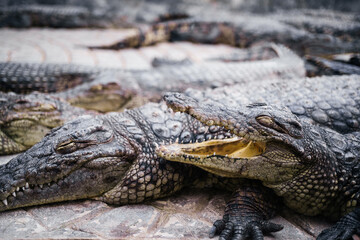 crocodiles or alligator opened toothy mouth in the zoo. Dangerous wild animals.