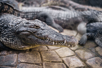 crocodiles or alligator in the zoo behind glass. Dangerous wild animals.