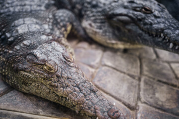 crocodiles or alligator resting in the zoo with their eyes open. Dangerous wild animals.