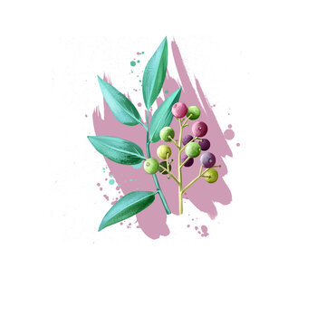 Virang embelia ribes ayurvedic herb digital art illustration with text isolated on white. Healthy organic spa plant widely used in treatment, for preparation medicines for natural healthcare usages