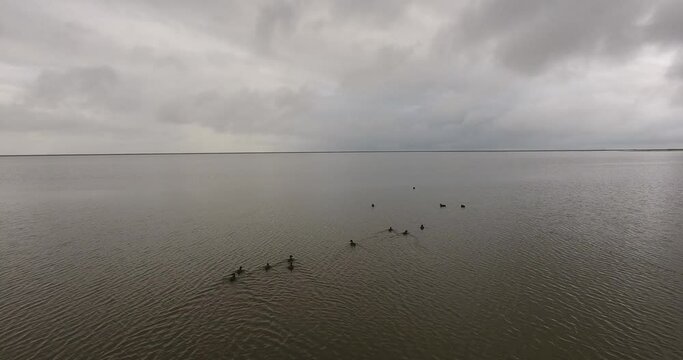 Groupe de canards flottant sur un lac
