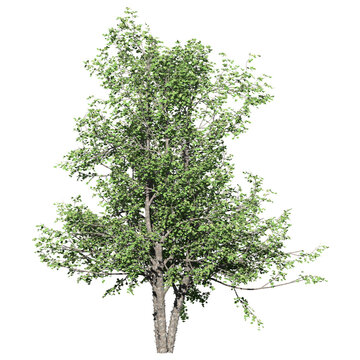River Birch Tree – Front View