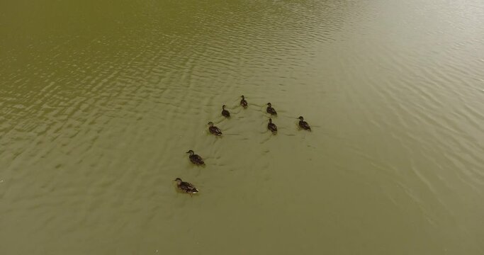 Groupe de canards flottant sur un lac