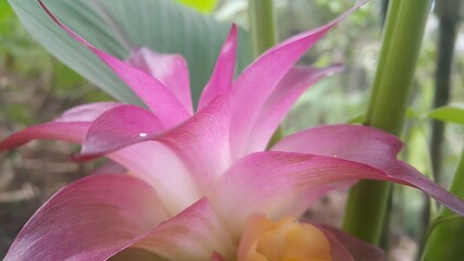 Photo of nature flower white daisy purple pink Stock photo of nature plant white daisy flower