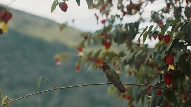 Flying Metaltail Hummingbird Perch On The Small Branch Of Abutilon Megapotamicum Plant. Selective Focus Shot
