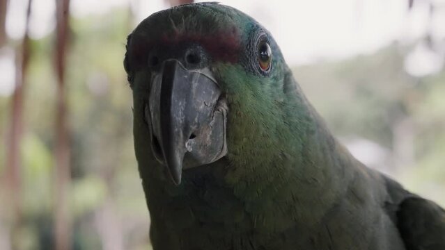 Close Up Portrait Of A Curious Festive Parrot In The Rainforest Of Ecuador.