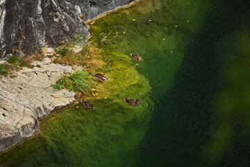 Ducks on the water of a flooded marble quarry in the Ruskeala mountain park.