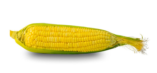 Sweet corn is isolated on a white background with a Clipping path.