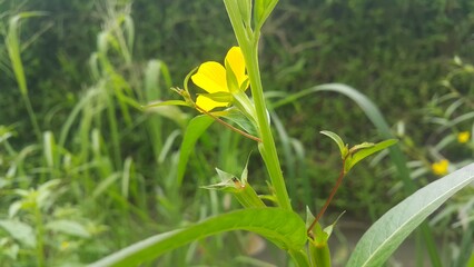 Photo of nature flower white daisy purple pink Stock photo of nature plant white daisy flower